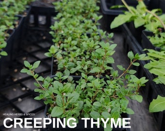 Thyme "Creeping" - Live Plant