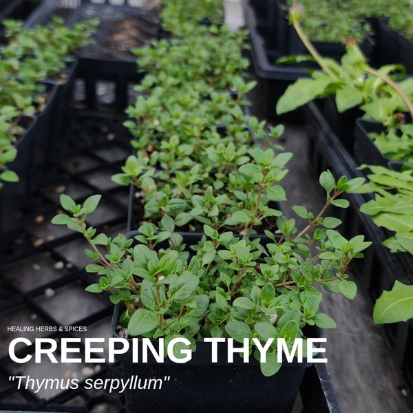Creeping Thyme Plugs Etsy