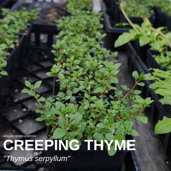 Thyme "Creeping" - Live Plant