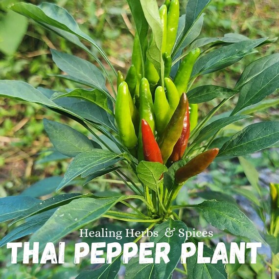 Pepper Plant "Thai" - Live Plant