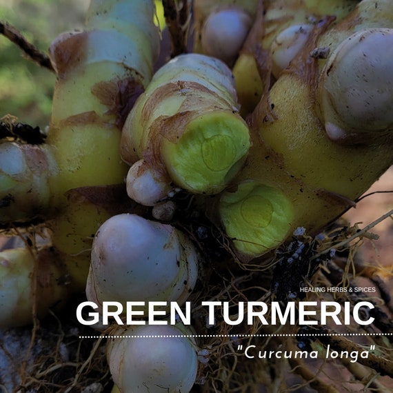 Turmeric "Green" - Live Plant