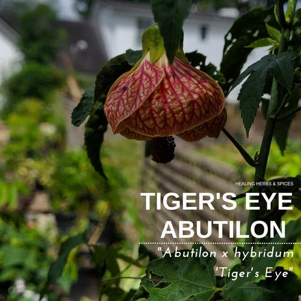 Abutilon, Tigers Eye - live plant