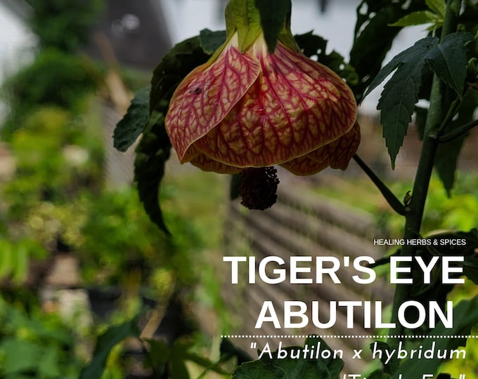 Featured listing image: Abutilon, Tigers Eye - live plant