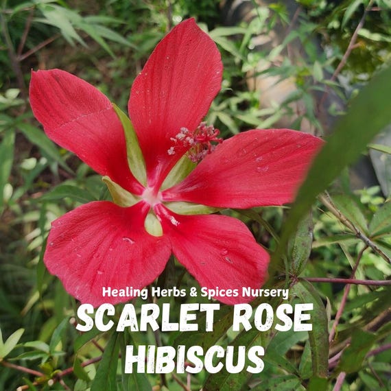 Hibiscus "Scarlet Rose" - Live Plant