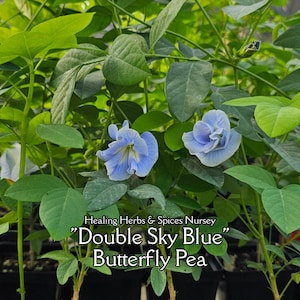 May include: Two light blue double-petaled butterfly pea flowers with ruffled edges surrounded by vibrant green leaves. The text Healing Herbs & Spices Nursey "Double Sky Blue" Butterfly Pea is printed in white over the plant foliage.