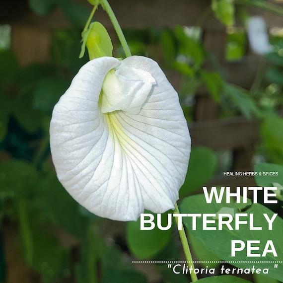 Butterfly Pea "White" - Live Plant