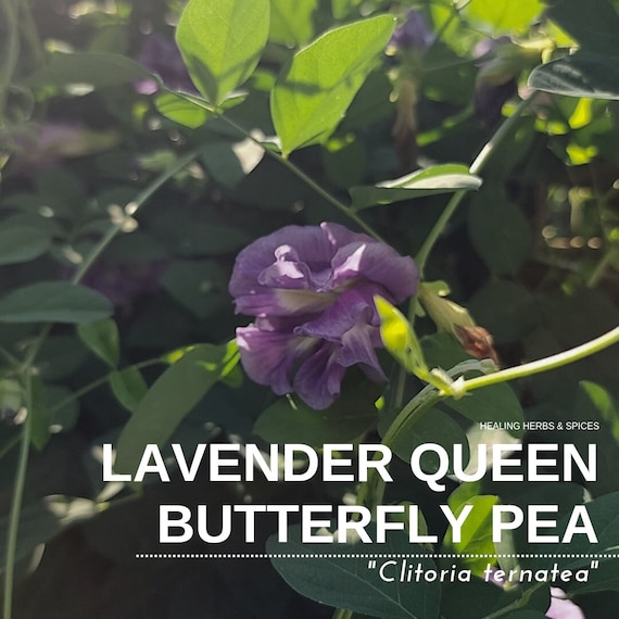 Butterfly Pea "Lavender Queen" - Live Plant