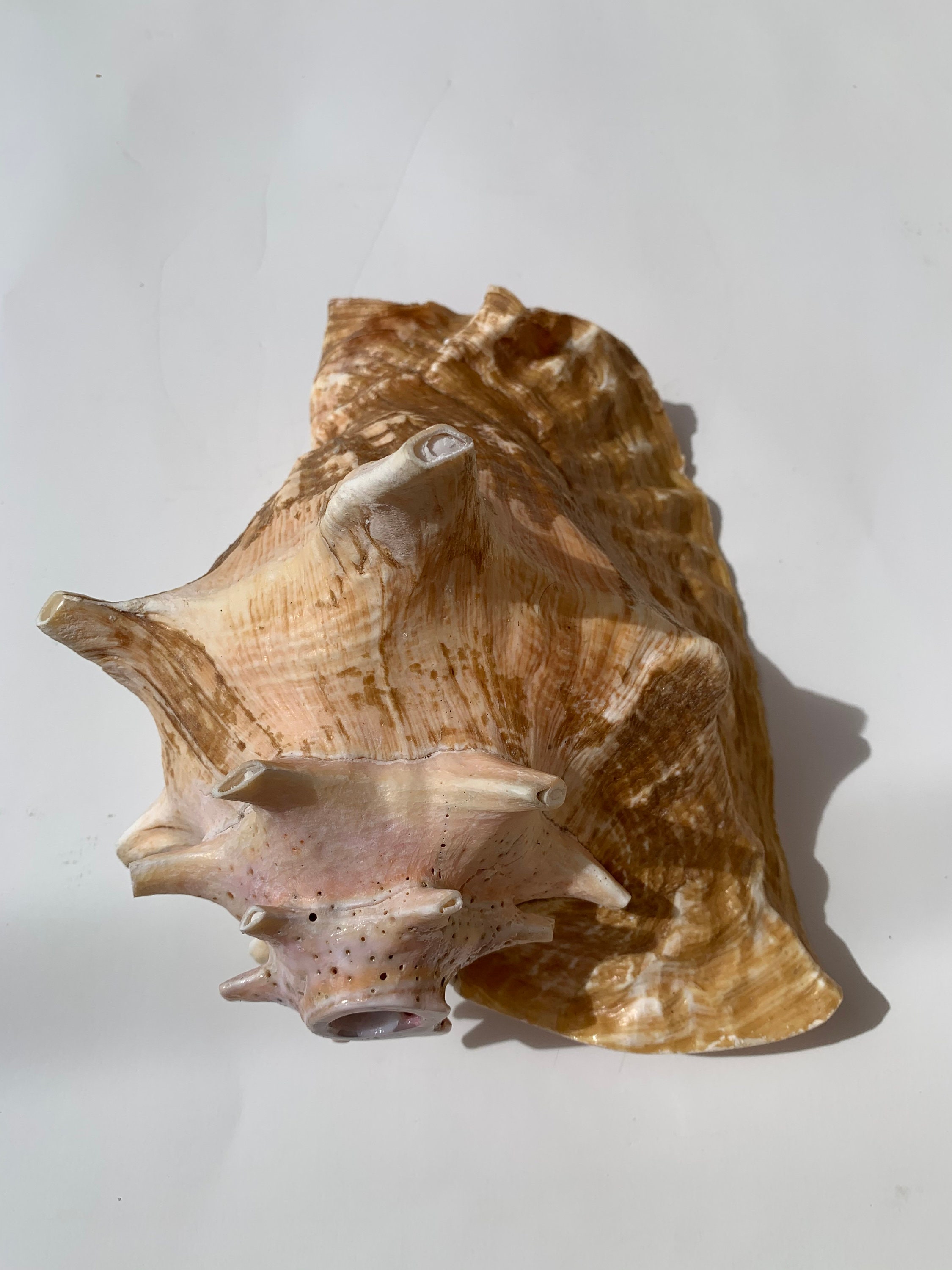 Caribbean Conch Horn // Sustainably Sourced // Beach Decor // Etsy