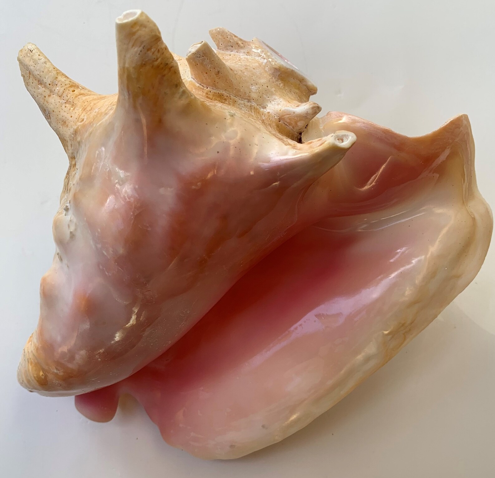 Caribbean Conch Horn // Large // Sustainably Sourced // Beach Etsy