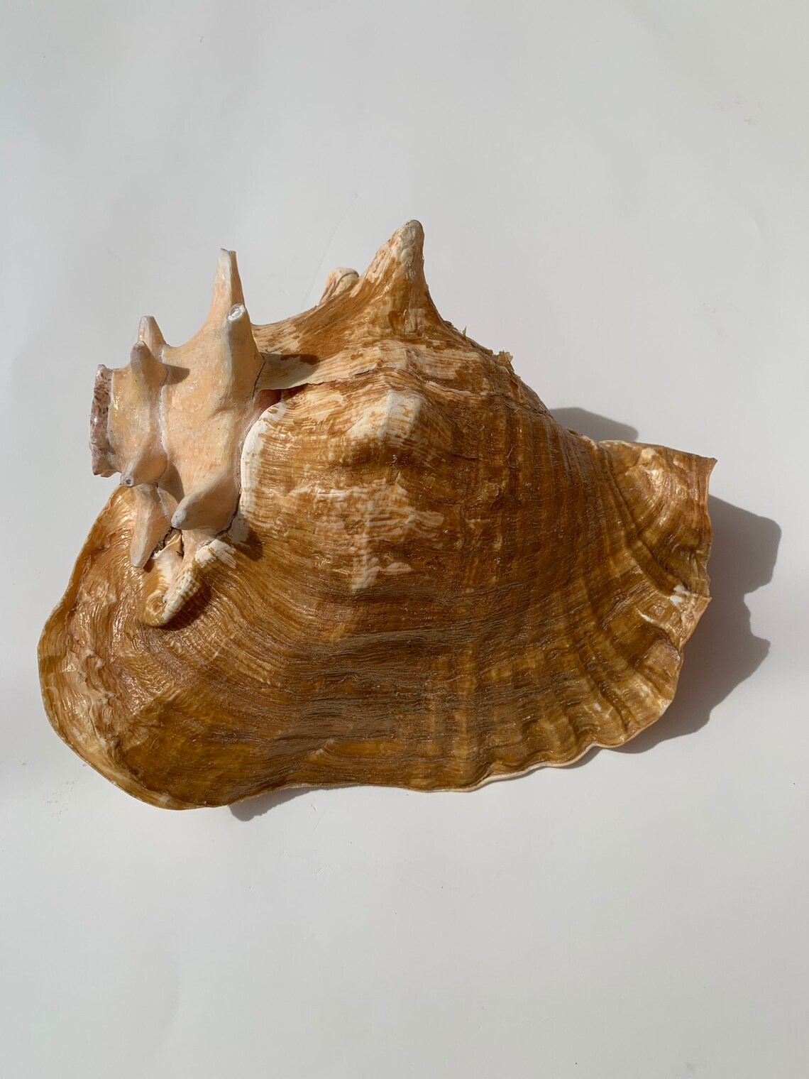 Caribbean Conch Horn // Sustainably Sourced // Beach Decor // Etsy