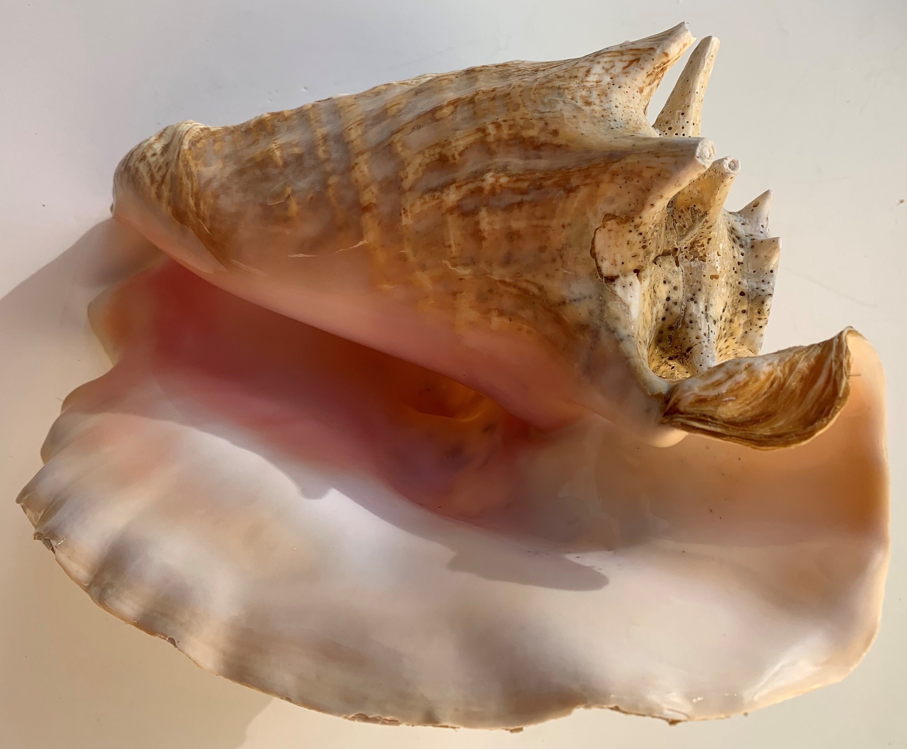 Caribbean Conch Horn // Large // Sustainably Sourced // Beach Etsy