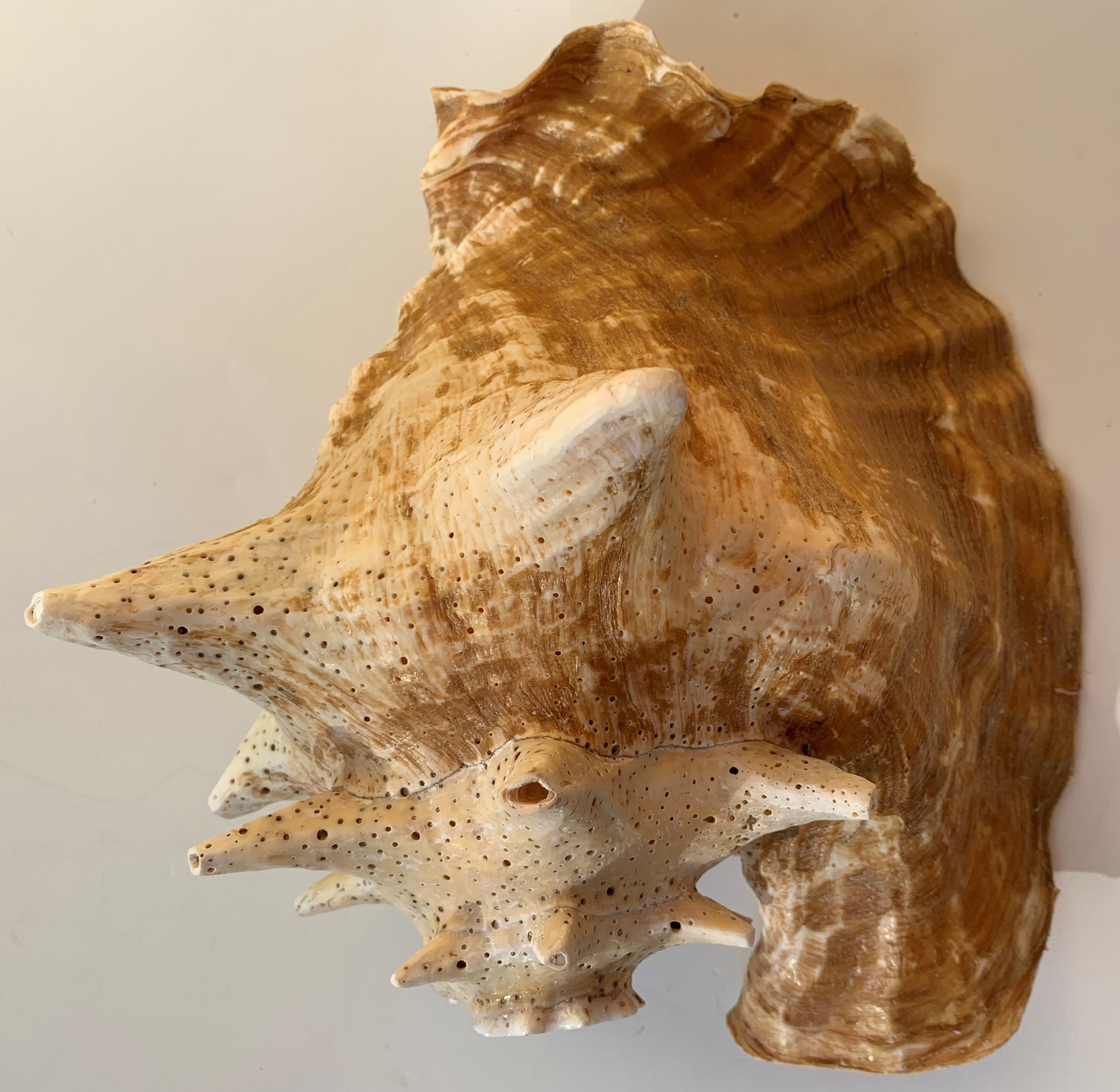 Caribbean Conch Horn // Large // Sustainably Sourced // Beach Etsy