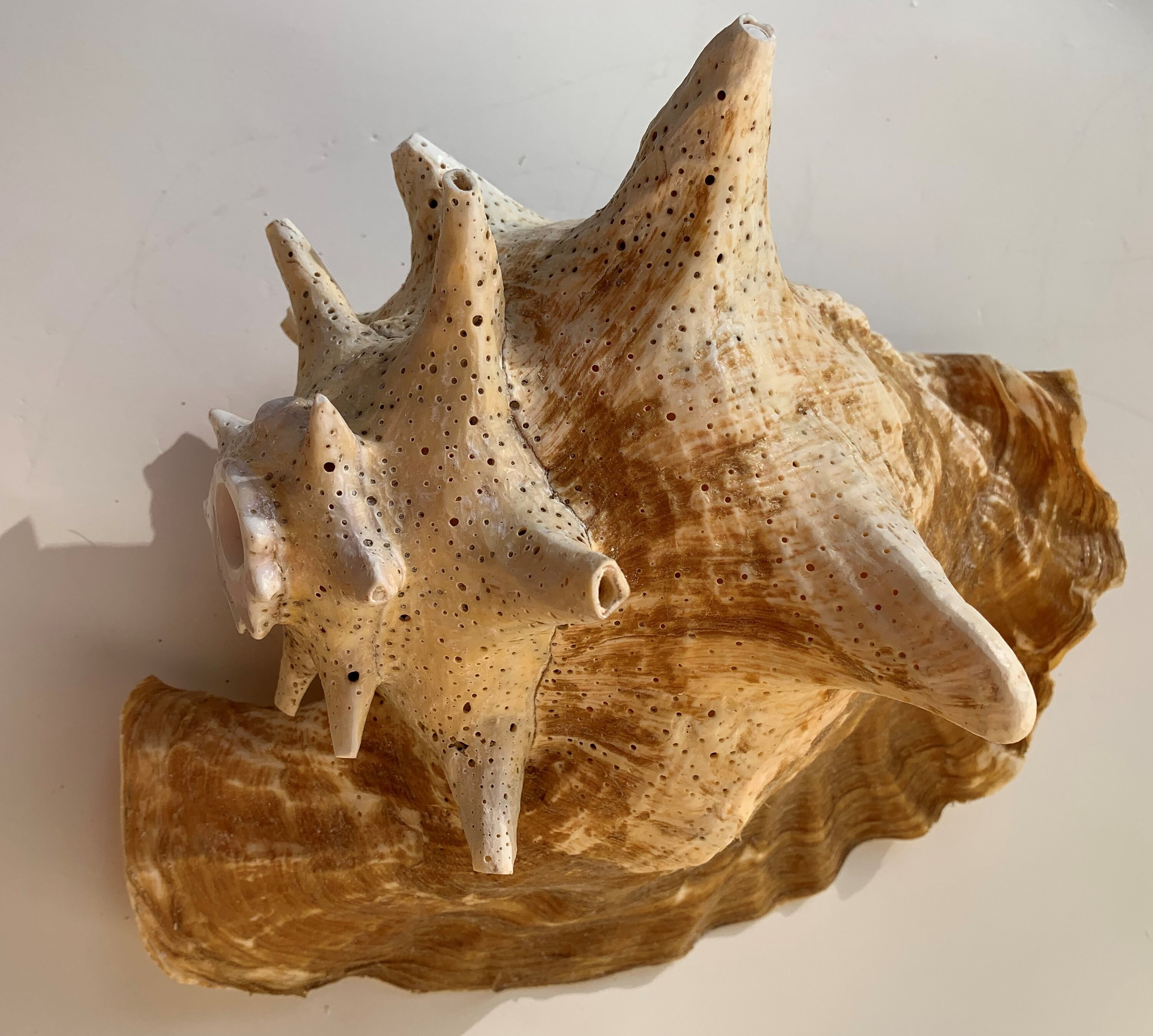 Caribbean Conch Horn // Large // Sustainably Sourced // Beach Etsy