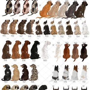 Puede incluir: Un gr&aacute;fico de 190 razas de perros diferentes, cada una ilustrada en un estilo de dibujos animados, sentadas en fila. Los perros est&aacute;n todos mirando en la misma direcci&oacute;n, con sus colas enroscadas detr&aacute;s de ellos. El gr&aacute;fico est&aacute; numerado del 116 al 190.
