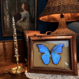 May include: A framed specimen of a bright blue Morpho butterfly with black-edged wings, displayed behind glass in a polished dark wood frame. The butterfly is centered on a neutral tan background, showcasing its vibrant iridescent blue coloration.