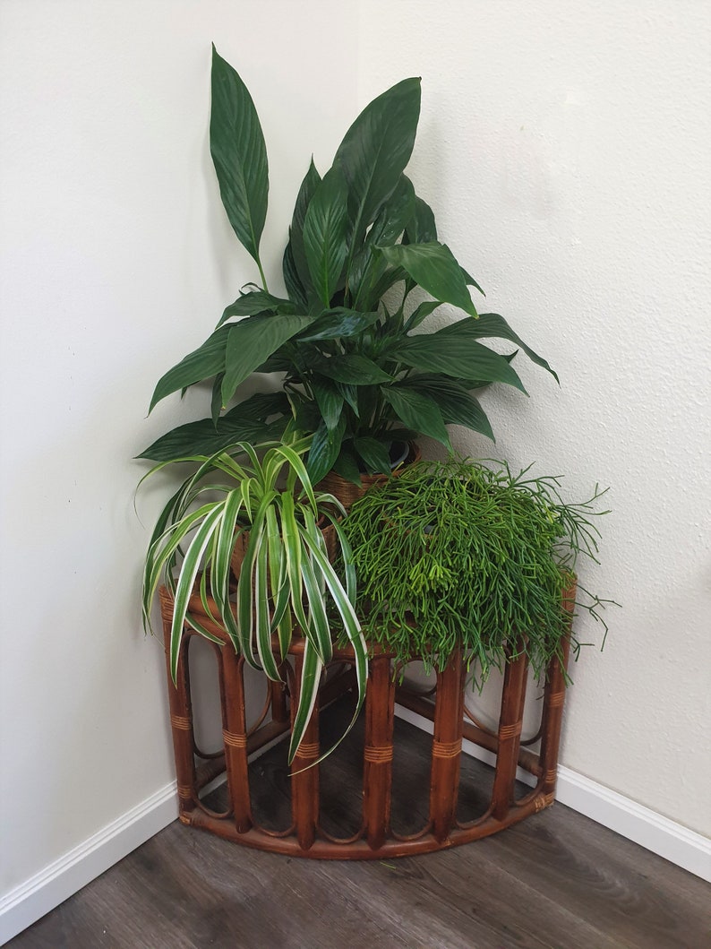 Rattan Corner Plant Stand Vintage Lacquered Rattan Plant Etsy