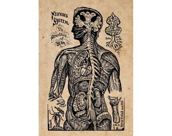 Illustrated "Nervous Structure" from "The Book of Life: The Spiritual and Physical Constitution of Man" by Dr Alesha Sivartha’s 1898