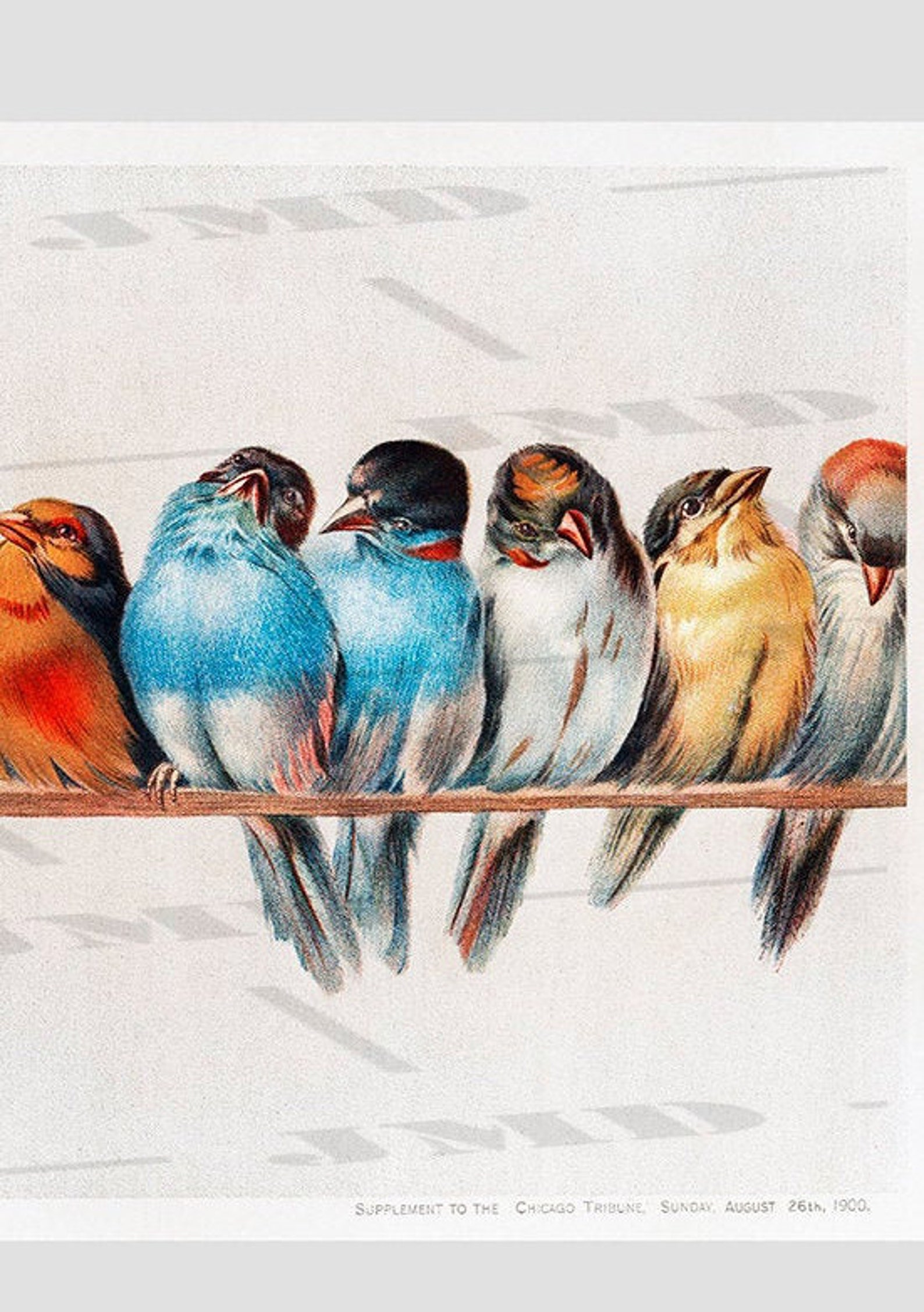 Vintage Perch of Birds Hector Bird Lover Birds Art Etsy