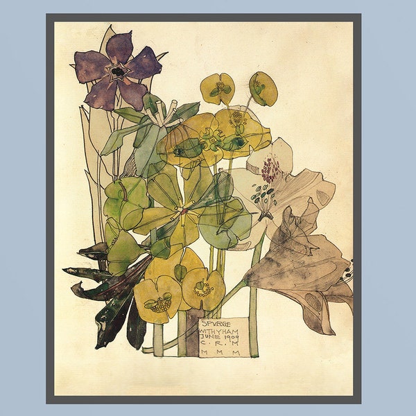 Charles Rennie Mackintosh of Spurge, Withyham 1909 Unusual Art Nouveau Botanical illustration print on fine art paper