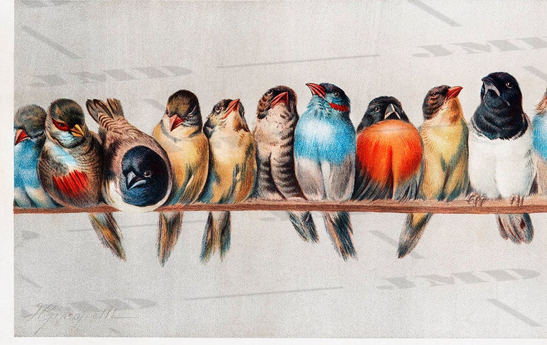 Vintage Perch of Birds Hector Bird Lover Birds Art Etsy Australia