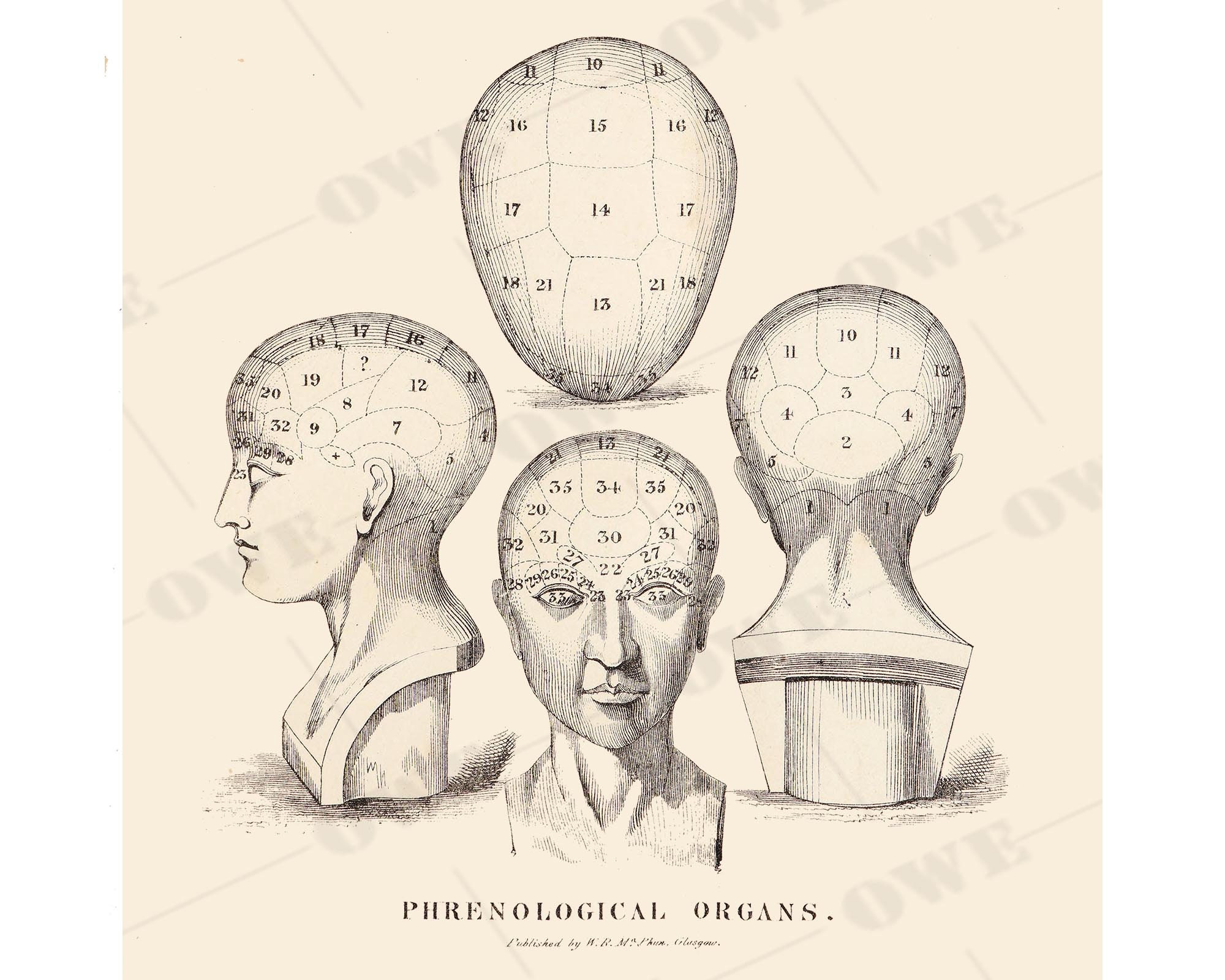 Portrait of Hans Christian Andersen [from Phrenological journal