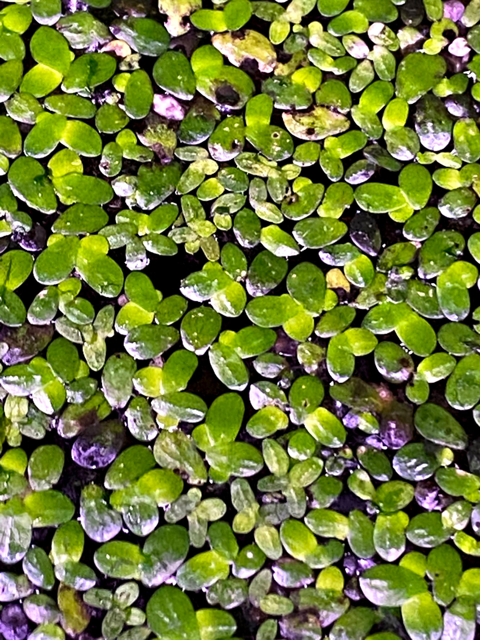 Duckweed Floating aquatic plant Etsy