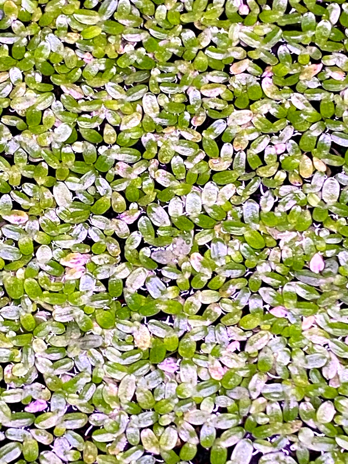 Duckweed Floating aquatic plant Etsy