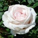Rose Oil