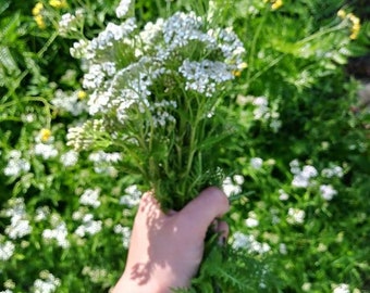 Wildcrafted Maine Yarrow Flowers and Leaf, Cut and sifted Yarrow, 1 oz  Dried Yarrow, Dried Herbs, Tea
