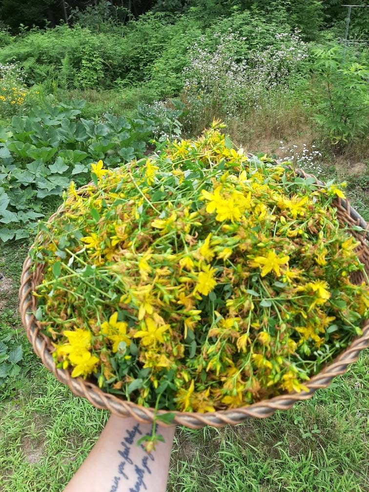 St. Johns Wort Tincture Depression Nightmares Nerve Pain Etsy