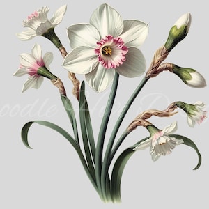 Lot de cliparts jonquilles : plus de 30 modèles de sublimation PNG pour une fleur de naissance en mars, idéal pour le bricolage, la sublimation, les impressions et la conception de sites Web