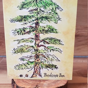 Biglietto di auguri "Pineta ponderosa"