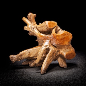 May include: A natural wood sculpture with a unique, organic shape. The wood is a light brown color and has a smooth, polished finish.