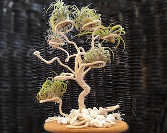 Soporte de cuerda para plantas de aire, base de corcho y guijarros