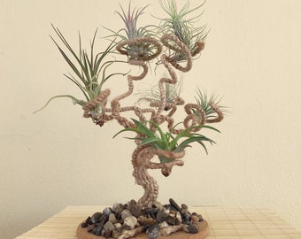 Air Plants holder Multiple Displays for Baby Air Plants Eco-Friendly Product Wabi sabi decor