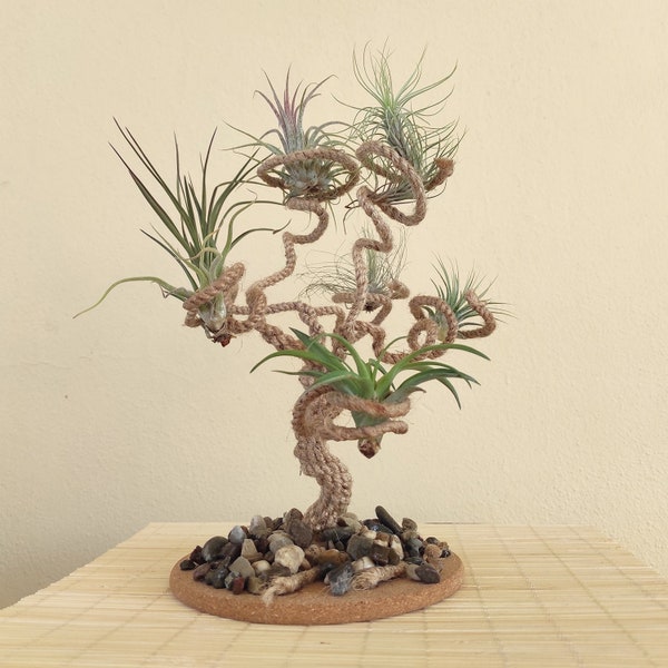 Air Plants holder Multiple Displays for Baby Air Plants Eco-Friendly Product Wabi sabi decor