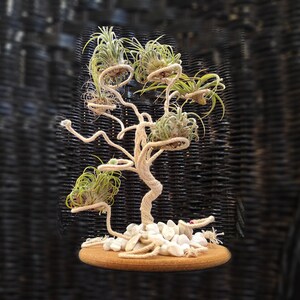 Peut inclure: Un support de plante décoratif en corde torsadée avec cinq plantes aériennes en pots. Le support est sur une base en bois et entouré de pierres blanches.