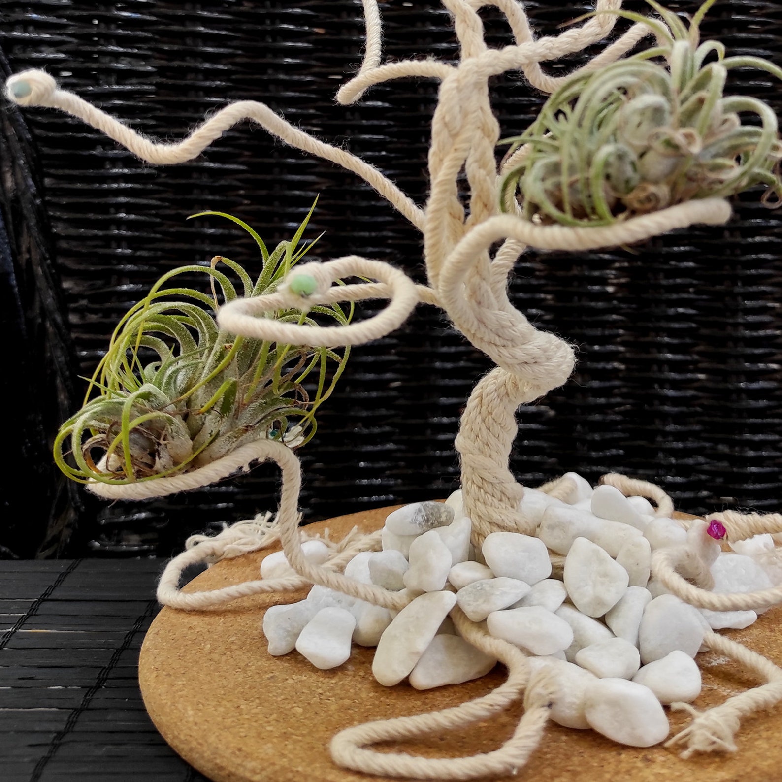 Air Plants Holder Multiple Display for Baby Air Plants Etsy