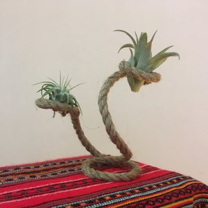 Desktop air plant holder rustic Display indoor plants