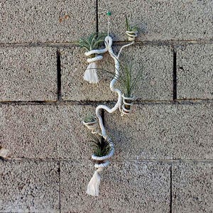 May include: A white macrame plant hanger with five air plants hanging from it. The hanger is attached to a brick wall.