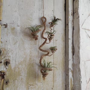 Air plants hanger Freeform multiple holder Displays for Air Plants Eco-Friendly product