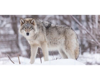 Solo Wolf Tile Mosaic -001- Sublimated Decor, Interchangeable Tiles, Display Options Available