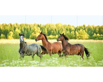 Horses in Field Tile Mosaic -003- Sublimated Decor, Interchangeable Tiles, Display Options Available