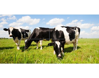 Cows Grazing Tile Mosaic -001- Sublimated Decor, Interchangeable Tiles, Display Options Available