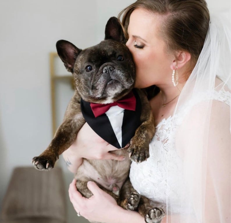 Puede incluir: Un bulldog franc&eacute;s atigrado oscuro que lleva un pa&ntilde;uelo para mascotas estilo esmoquin negro con un frente de camisa blanco y una pajarita de color rojo oscuro. El accesorio imita la ropa formal con un cuello puntiagudo y un bot&oacute;n.