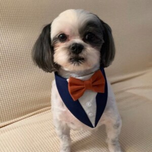 May include: A small dog with black and white fur wearing a navy blue tuxedo-style pet bandana. The accessory features a white shirt-front panel with two small white buttons and a solid burnt orange bow tie attached at the center of the neckline.