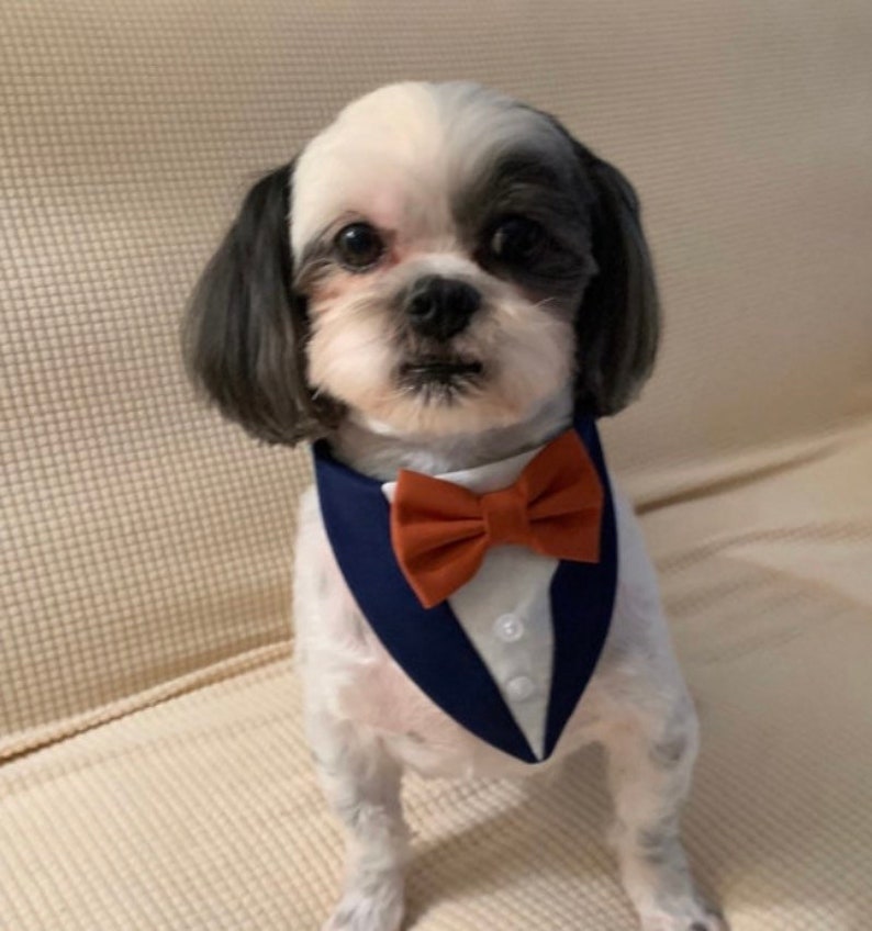 May include: A small dog with black and white fur wearing a navy blue tuxedo-style pet bandana. The accessory features a white shirt-front panel with two small white buttons and a solid burnt orange bow tie attached at the center of the neckline.