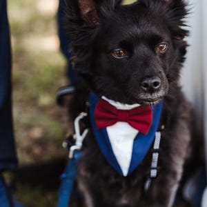 Puede incluir: Un perro peque&ntilde;o de color negro con orejas puntiagudas y ojos marrones que lleva un pa&ntilde;uelo para mascotas estilo esmoquin en azul y blanco con una pajarita de color rojo oscuro. El perro est&aacute; sujeto a una correa azul con un clip de metal.