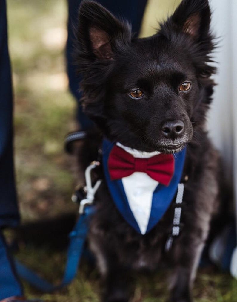 Puede incluir: Un perro peque&ntilde;o de color negro con orejas puntiagudas y ojos marrones que lleva un pa&ntilde;uelo para mascotas estilo esmoquin en azul y blanco con una pajarita de color rojo oscuro. El perro est&aacute; sujeto a una correa azul con un clip de metal.