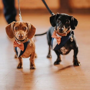 May include: Two dachshunds standing side by side, one light brown and one black. Both dogs wear matching navy blue and white tuxedo-style bandanas featuring small orange bow ties. Each dog is attached to a black leash with a silver metal clip.